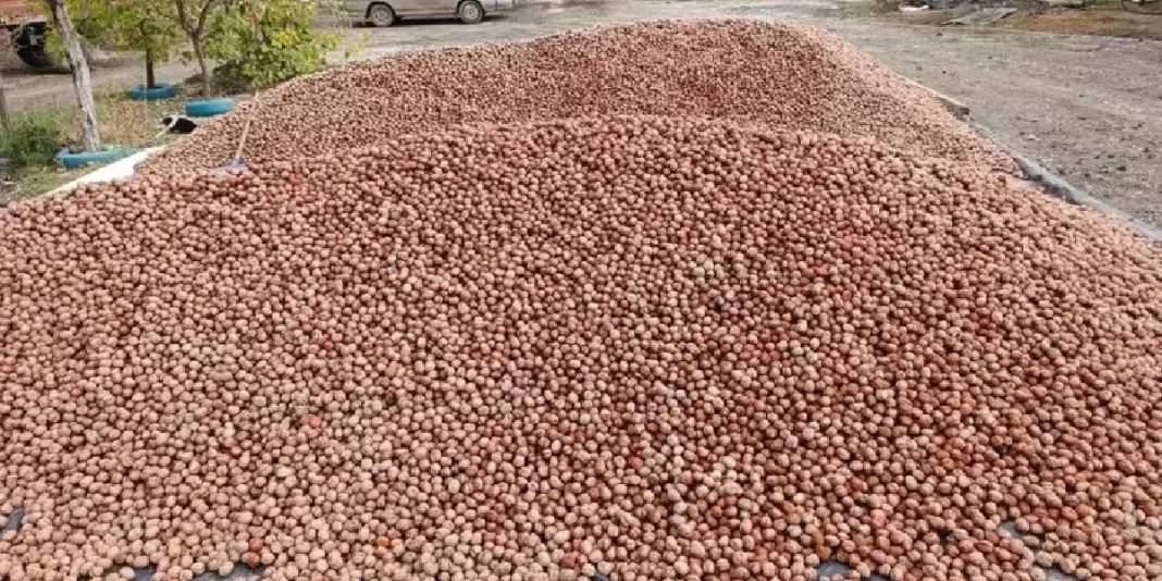 Devlet bedelsiz kiraya verdi köylünün ata mesleği oldu! Yıllardır imece usulü üretiliyor: Kilosunu 310 TL’ye satıyorlar 5